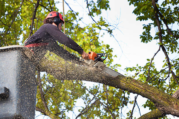 Emergency Storm Tree Removal in New Wilmington, PA